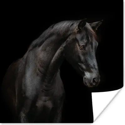 Produktbild von MuchoWow® Poster Pferd - Tiere - Schwarz - Porträt 100x100 cm - Babyzimmer