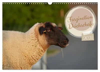 Produktbild von Faszination Deichschafe (Wandkalender 2027 DIN A3 quer), CALVENDO Monatskalender