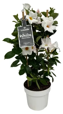 Immagine prodotto di Mandevilla Dipladenia bianca con supporto, pianta rampicante fiorita, Ø 17 cm, altezza 55 cm