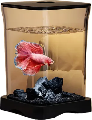 Produktbild von Kleines Acryl Aquarium mit LED Beleuchtung – Desktop Starterset für Büro und Zuhause in Schwarz