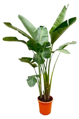 Productafbeelding van Strelitzia Augusta XXL - 225-250cm - Ø38cm - Kamerplant - Groenblijvend