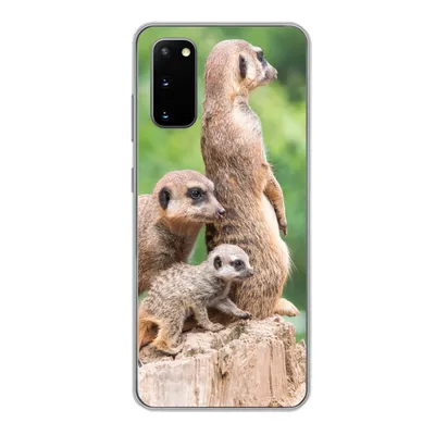 Produktbild von MuchoWow® Handyhülle Schutzhülle Hülle für Samsung Galaxy S20 Erdmännchen - Baumstumpf - Jungtier Silikon Softcase Handy Hülle - Bild