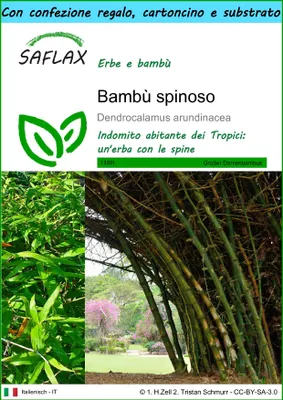 Immagine prodotto di SAFLAX Set regalo - Bambù spinoso - 50 semi - Dendrocalamus