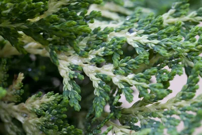 Produktbild von Chamaecyparis lawsoniana 'Sunkist', Gelbe Scheinzypresse, 25–30 cm