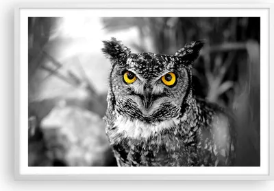 Produktbild von Gerahmtes Poster - Weißer Rahmen - Eule Vogel Natur - 91,5x61 cm - Wand Bild - Wanddeko - Wandbilder - Kunstposter - Wandposter - Bilderrahmen - Bilder - Kunstdruck - Wandbild - P2WAA91x61-1318