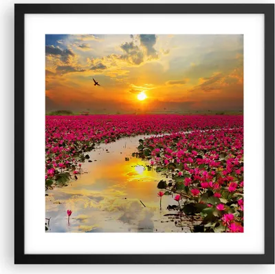 Produktbild von Gerahmtes Poster - Schwarzer Rahmen - See Blumen - 40x40 cm - Wand Bild - Wanddeko - Wandbilder - Kunstposter - Wandposter - Bilderrahmen - Bilder - Kunstdruck - Wandbild - P2BAC40x40-3769