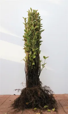 Produktbild von Ligustrum ovalifolium 'Aureum', Goldliguster, gelb-grün, 30–50 cm