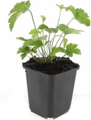 Image de Arbrisseau d'ornement - Anémone d'automne - Anemone tomentosa 'Robustissima' - Pot de 9cm - Set de 60 plantes