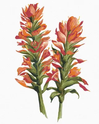 Produktbild von Zuty - Malen nach Zahlen - BLUME MIT ROTEN BLÜTEN (ALEXANDRIA GILBERT), 40x50 cm, ohne Keilrahmen