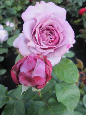 Produktbild von Märchenrose Novalis® - Beetrose - Rosa Novalis - Kordes Rose - ADR Rose