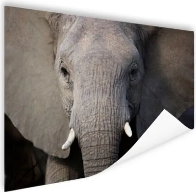 Produktbild von MuchoWow® Poster Nahaufnahme eines Elefanten 40x30 cm - Plakate für die Wände - Poster Wohnzimmer