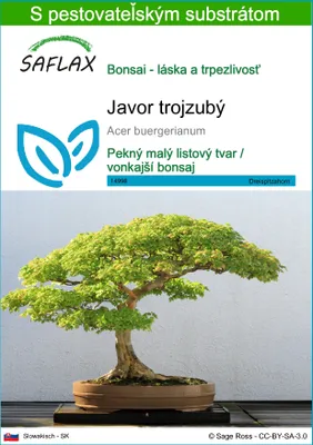 Obrázok produktu pre SAFLAX - Javor trojzubý - Acer buergerianum - 30 Semená - S pestovateľským substrátom bez klíčkov