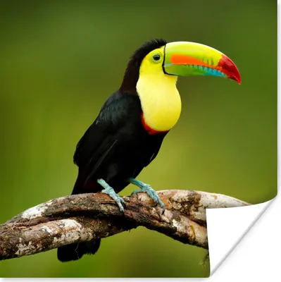 Produktbild von MuchoWow® Poster Vogel - Tukan - Regenbogen - Grün - Zweig 30x30 cm - Wandposter - Printing