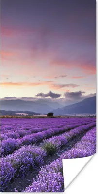 Produktbild von MuchoWow® Poster Ein schönes Lavendelfeld bei Sonnenuntergang 80x160 cm - Kinderzimmer