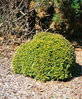 Produktbild von Thuja occidentalis 'Anniek', Lebensbaum, 20–25 cm, kompakt
