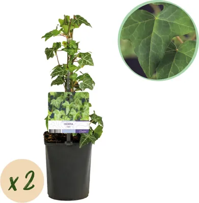 Image de Green boutiQ - Plante grimpante - Hedera helix - Feuilles vertes - À feuillage persistant - 2 plants - Pot de 11 cm, hauteur 40 cm