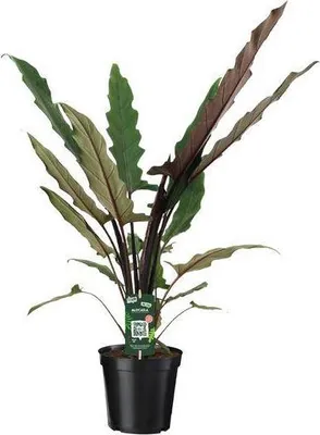 Produktbild von Elefantenohr Alocasia Lauterbachiana Ø19cm ↕80cm Exotische Zimmerpflanze