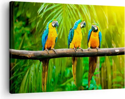 Produktbild von Bild auf Leinwand - Leinwandbild - Papageien Collorful Natur Vögel - 70x50cm - Wand Bild - Wanddeko - Leinwanddruck - Bilder - Kunstdruck - Wanddekoration - Leinwand bilder - Wandkunst - AA70x50-2696