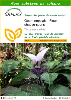Image de SAFLAX  - Géant népalais - Fleur chauve-souris - 10 graines - Avec substrat - Tacca
