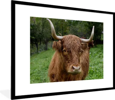 Produktbild von MuchoWow® Gerahmtes Poster Schottische Highlander - Tiere - Gras 80x60 cm - Poster mit Schwarzem Bilderrahmen Wandposter Rahmen Foto Bilder - Schlafzimmer-Dekorationen - Fotoposter