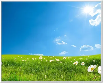 Produktbild von Wallario Wandbild Sommerwiese - Weiße Gänseblümchen vor blauem Himmel, Größe: 40,30 x 50,30 cm, Poster mit weißem Aluminiumrahmen