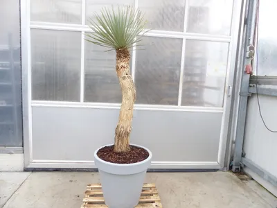 Produktbild von Yucca Rostrata  Mexico, Palme, 190 cm, Stamm 104 cm winterhart