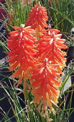 Image de Kniphofia POCO® 'Sunset' / Tritoma compact bicolore
