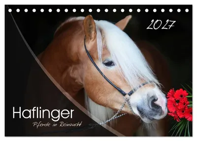 Produktbild von Haflinger-Pferde in Reinzucht (Tischkalender 2027 DIN A5 quer), CALVENDO Monatskalender