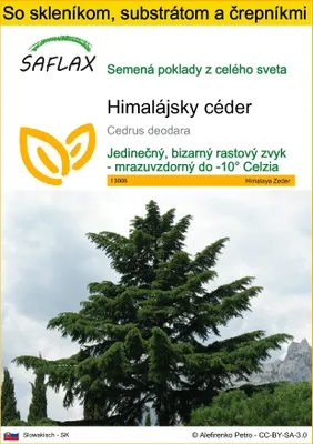 Obrázok produktu pre SAFLAX Kultivačný set - himalájsky céder - Cedrus deodara - 35 Semená - S mini skleníkom, pestovateľským substrátom a 2 črepníkmi