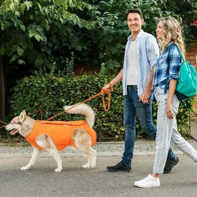 Produktbild von Hundestützgurt für ältere Hunde, Tragehilfe und Unterstützungsgeschirr, Atmungsaktive Gehhilfe für gehbehinderte Tiere im Freien