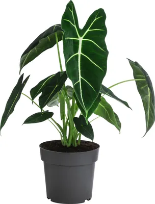 Produktbild von Dehner Pfeilblatt Frydek, Alocasia micholitziana, dunkelgrüne pfeilförmige Blätter, 20-30 cm inkl. Pflanztopf, Ø Topf 17 cm, Zimmerpflanze