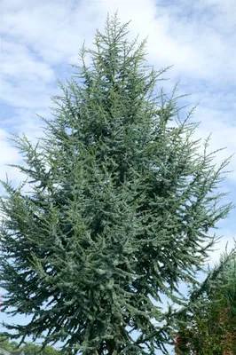 Produktbild von Cedrus atlantica 'Glauca', Atlas-Zeder, blau-grün, 60–80 cm
