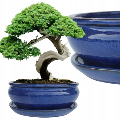 Produktbild von Cermax Glasierter Keramik Bonsai-Übertopf mit Untersetzer Blau