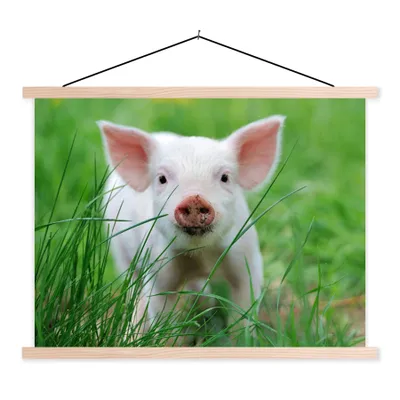 Produktbild von MuchoWow® Textilposter Schwein - Tiere - Groß 120x90 cm mit holzfarbenen Rahmen - Magnetisch
