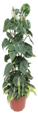 Image de Philodendron Scandens Brasil - 110-120cm - Ø24cm - Plante d'intérieur - Vert persistant