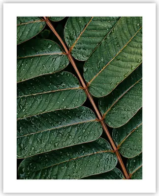 Produktbild von Poster - Poster ohne Rahmen - Tropfen Wasser Blätter - 40x50 cm - Wand Bild - Wanddeko - Wandbilder - Kunstposter - Wandposter - Bilder - Kunstdruck - Wanddekoration - Wandbild - P2XPA40x50-4328