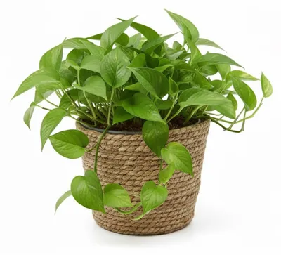 Produktbild von VD Leeden Pflanzen- oder Blumenkorb - rund - Seegras geflochten - D25 x H22 cm - Blumentopf