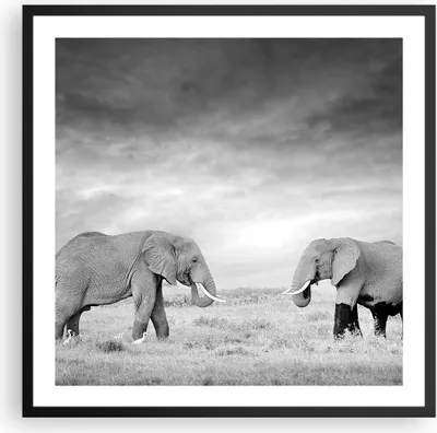 Produktbild von Gerahmtes Poster - Schwarzer Rahmen - Elefanten Schwarzweiß Safari - 60x60 cm - Wand Bild - Wanddeko - Wandbilder - Wandposter - Bilderrahmen - Bilder - Kunstdruck - Wandbild - P2BAC60x60-4186