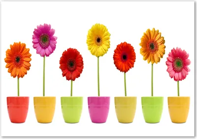 Produktbild von Tulup® Glas-Bild - 100 x 70 - Wandbild aus Glas - Wandkunst - Wandbild hinter gehärtetem Sicherheitsglas - Blumen & Pflanzen - Bunte Gerbera - Mehrfarbig