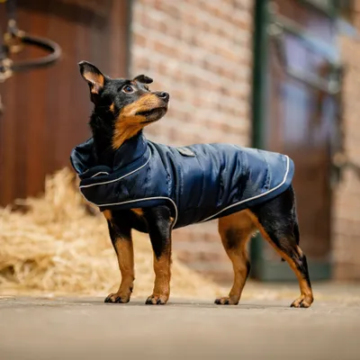 Produktbild von Horseware Signature Hundemantel 200g