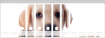 Produktbild von Wallario Ordnerrücken Sticker, selbstklebend für breite Ordner, 12 Stück, Motiv Süßer Labrador-Welpe sagt Hallo