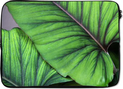 Produktbild von MuchoWow® Laptop Hülle 14 ZollFoto von großen tropischen botanischen Blättern Laptoptasche - Laptoptasche - Stoßsicher - Schutzhaube