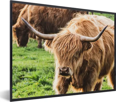 Produktbild von MuchoWow® Gerahmtes Poster Schottischer Highlander - Sonne - Frühling 80x60 cm - Poster mit Schwarzem Bilderrahmen Wandposter Rahmen Foto Bilder - Schwarzem - Mit Gestell