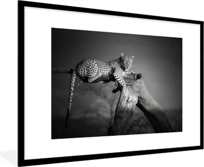 Produktbild von MuchoWow® Gerahmtes Poster Panther - Baum - Tiere - Schwarz - Weiß 90x60 cm - Poster mit Schwarzem Bilderrahmen Wandposter Rahmen Foto Bilder - Wanddekoration - Fotos