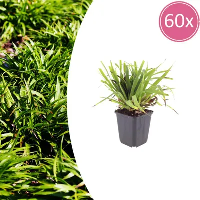 Zdjęcie produktu dla Luzula sylvatica | 60 sztuk - 10-25cm - Ø9cm - Roślina ogrodowa