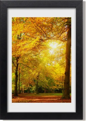 Produktbild von Bild 20x30 MDF-Rahmen, Wandkunst Herbstwald