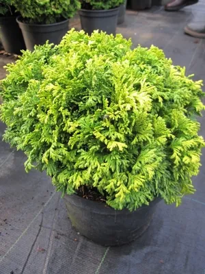 Produktbild von Chamaecyparis pisifera 'Nana' - Zwerg-Sawara Scheinzypresse 20-25