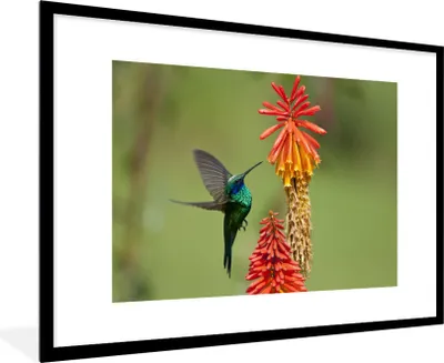 Produktbild von MuchoWow® Gerahmtes Poster Vogel - Kolibri - Blumen 90x60 cm - Poster mit Schwarzem Bilderrahmen Wandposter Rahmen Foto Bilder - Wanddekoration - Fotos
