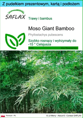 Zdjęcie produktu dla SAFLAX - Zestaw prezentowy - Moso Giant Bamboo - 20 Nasiona - Z pudełkiem upominkowym, etykietą wysyłkową, kartą podarunkową i podłożem uprawowym - Phyllostachys pubescens