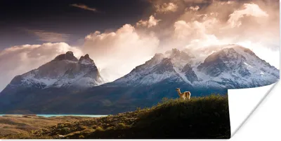 Produktbild von MuchoWow® Poster Alpaka - Licht - Wolken 120x60 cm - Bild